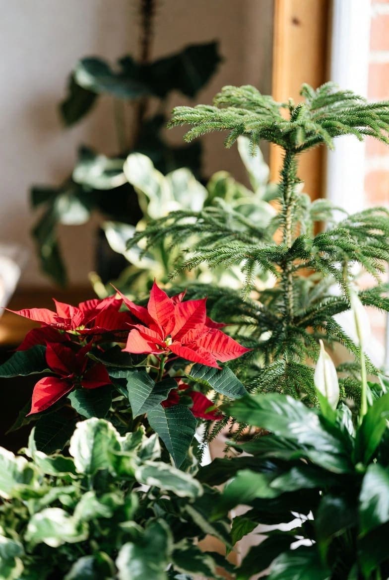 Augalų dovanos: geriausios idėjos šventėms