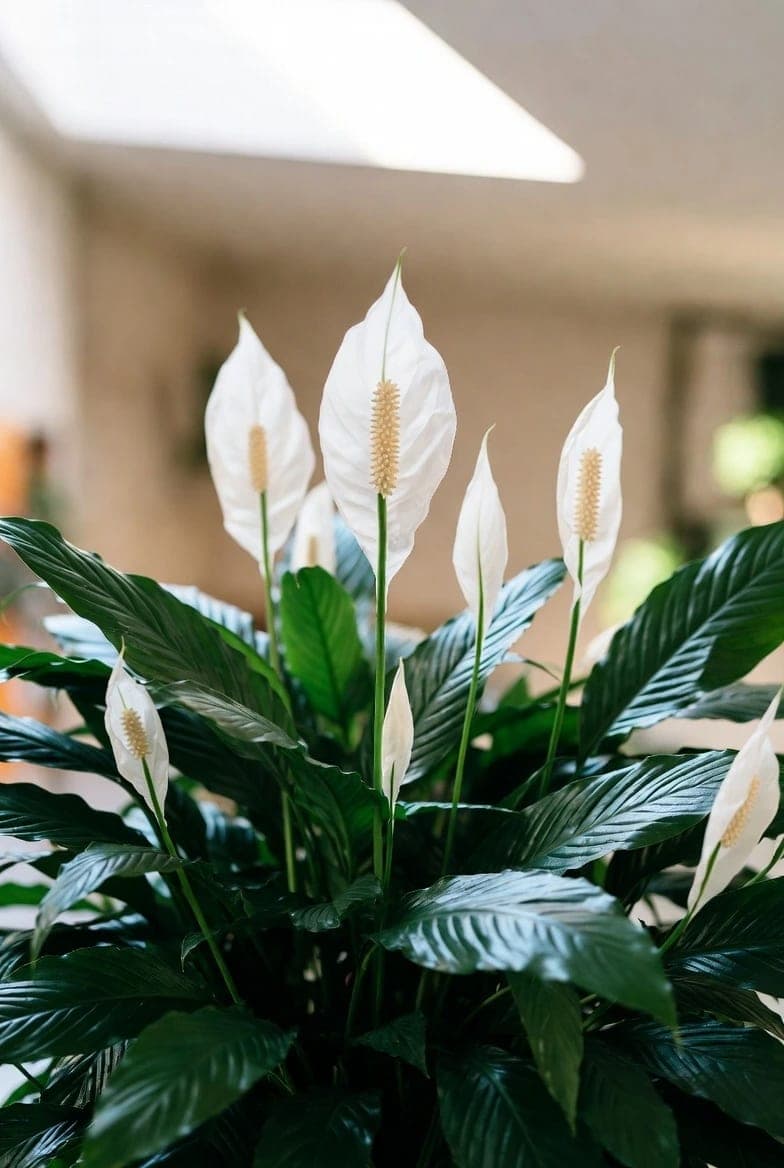 Spatifilė (Moterų laimė): priežiūra, auginimas ir patarimai