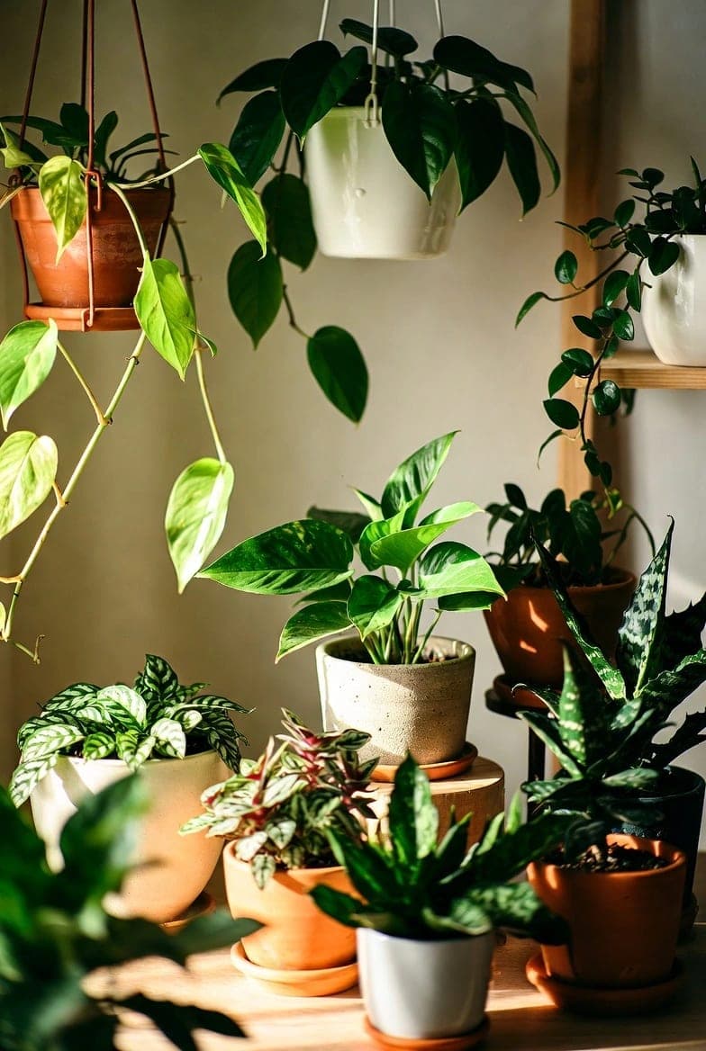 Potos (Velnio gebenė): priežiūra, auginimas ir patarimai