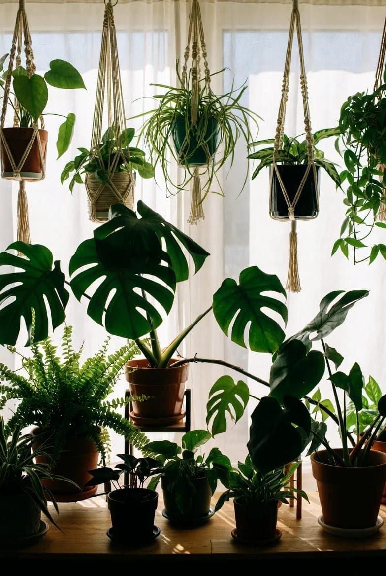 Monstera: priežiūra, auginimas ir patarimai