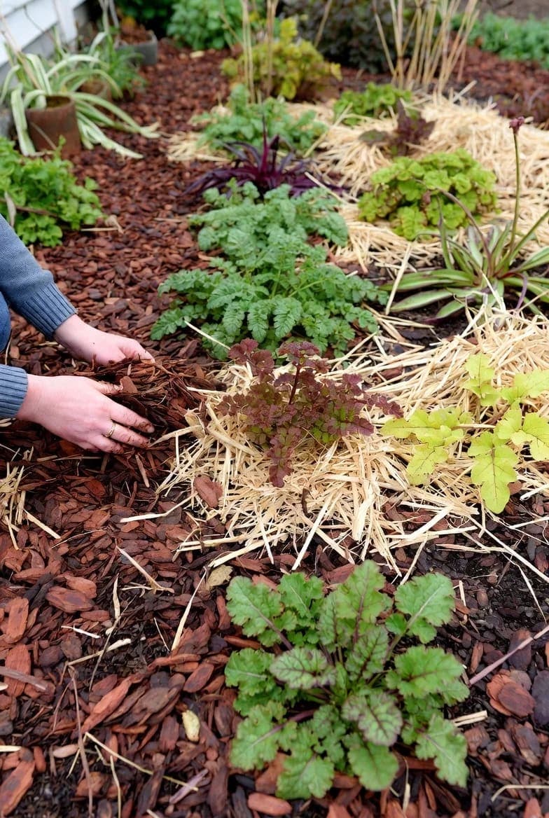 Daugiamečių augalų mulčiavimas prieš žiemą