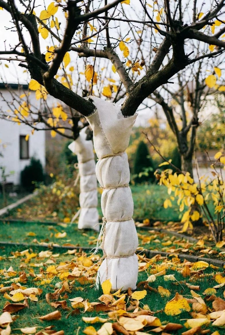 Vaismedžių apsauga nuo graužikų ir šalčio