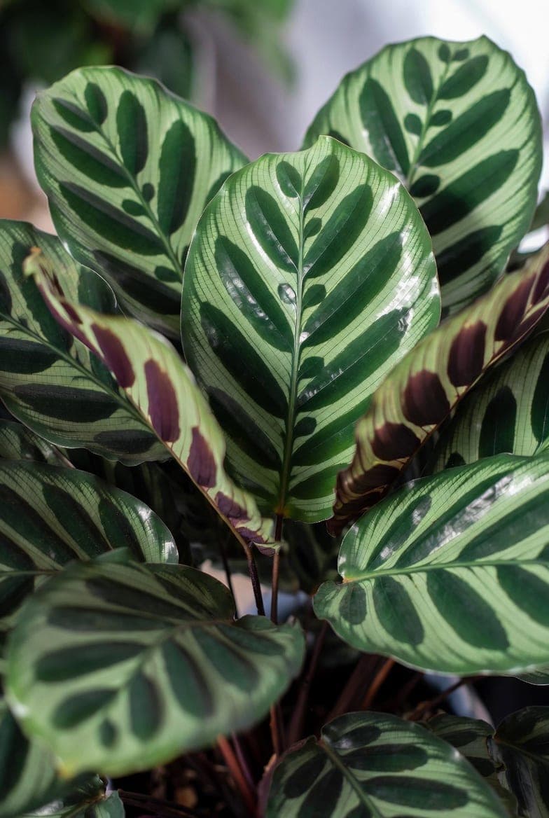 Kalatėja: Priežiūra, auginimas ir ekspertų patarimai