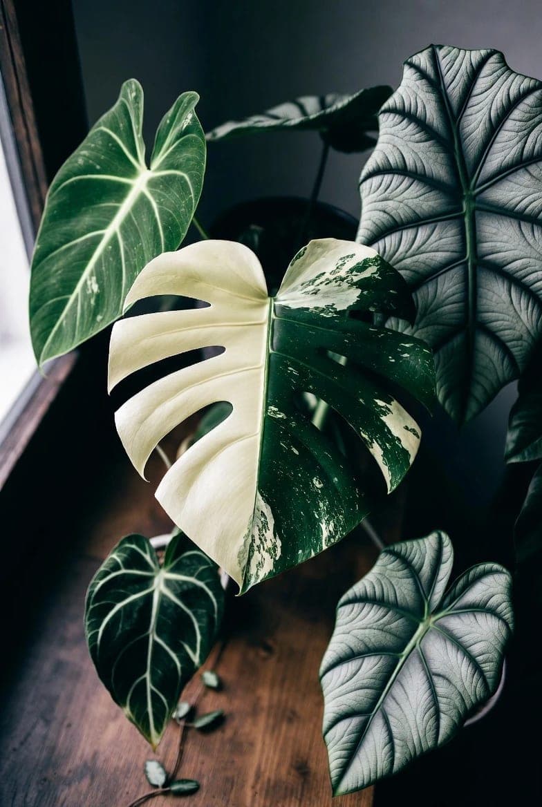 Reti tropiniai augalai: kodėl visi jų ieško ir kur rasti