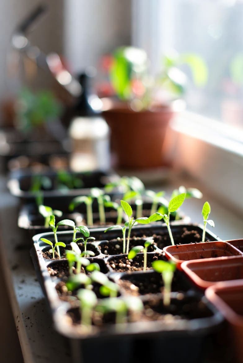 Pomidorų daigų auginimas namuose: žingsnis po žingsnio vadovas