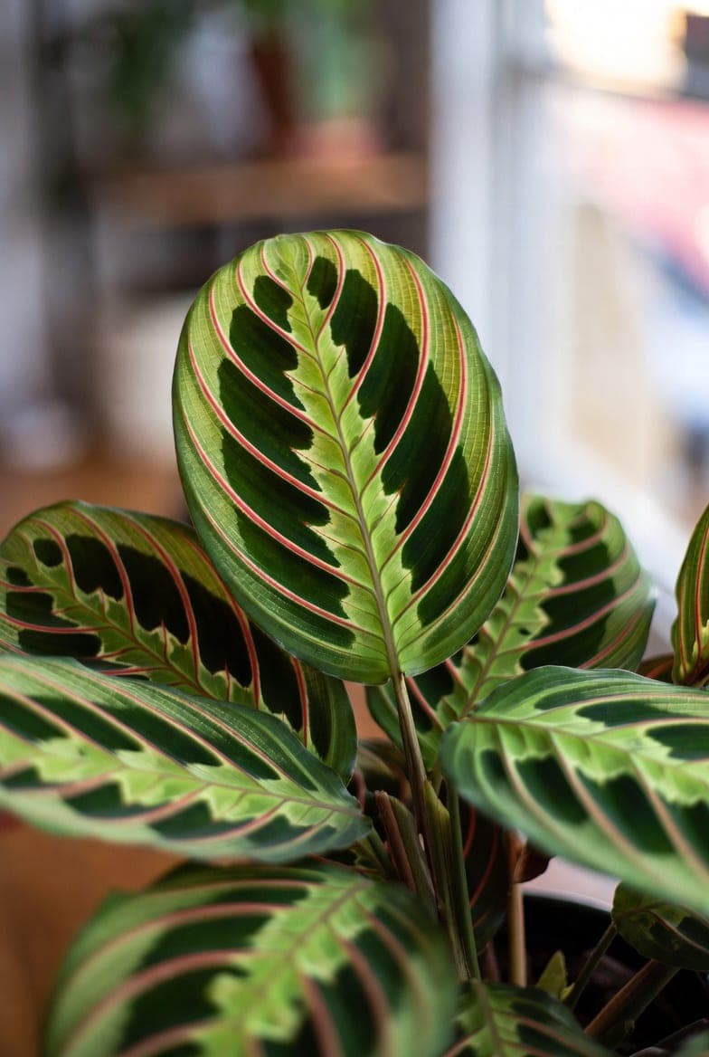 Maranta (maldos augalas): priežiūra ir auginimas namuose