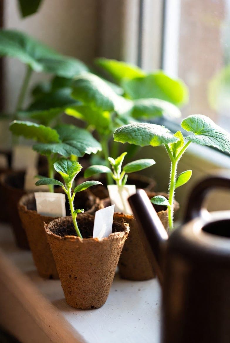 Agurkų daigai namuose: nuo sėklos iki sodinimo