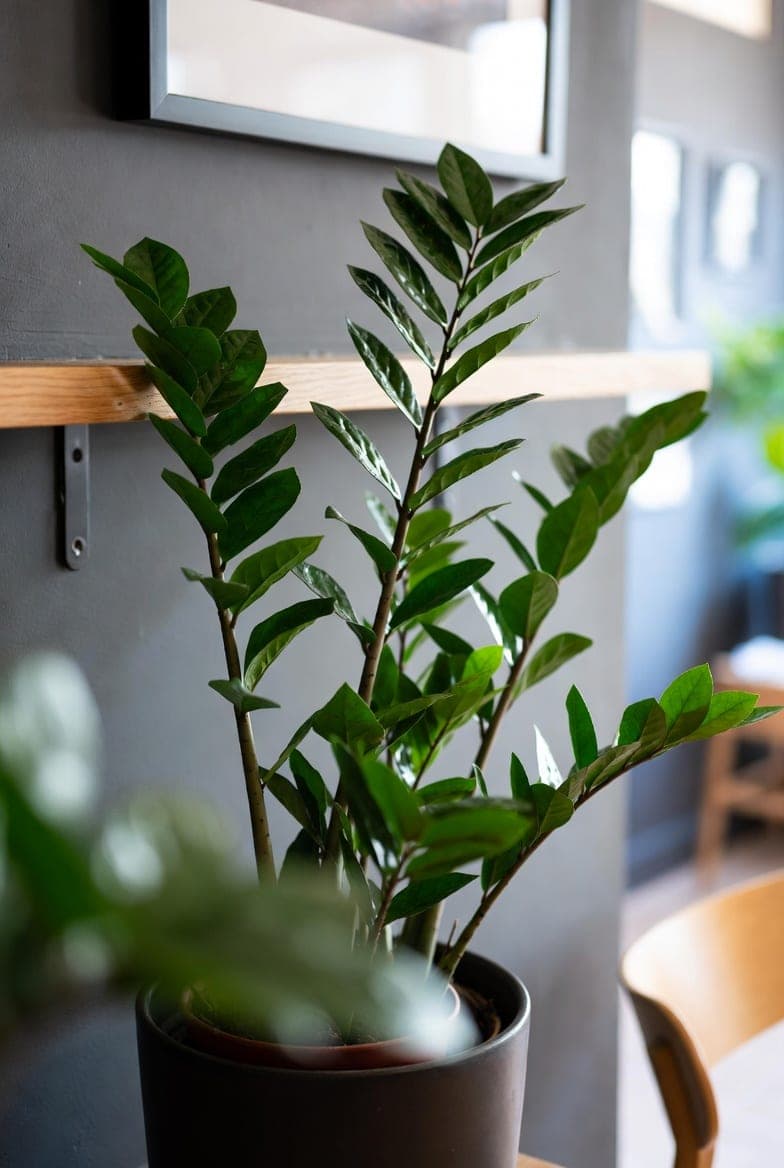 ZZ augalas (Zamioculcas): kaip auginti net tamsiame kambaryje