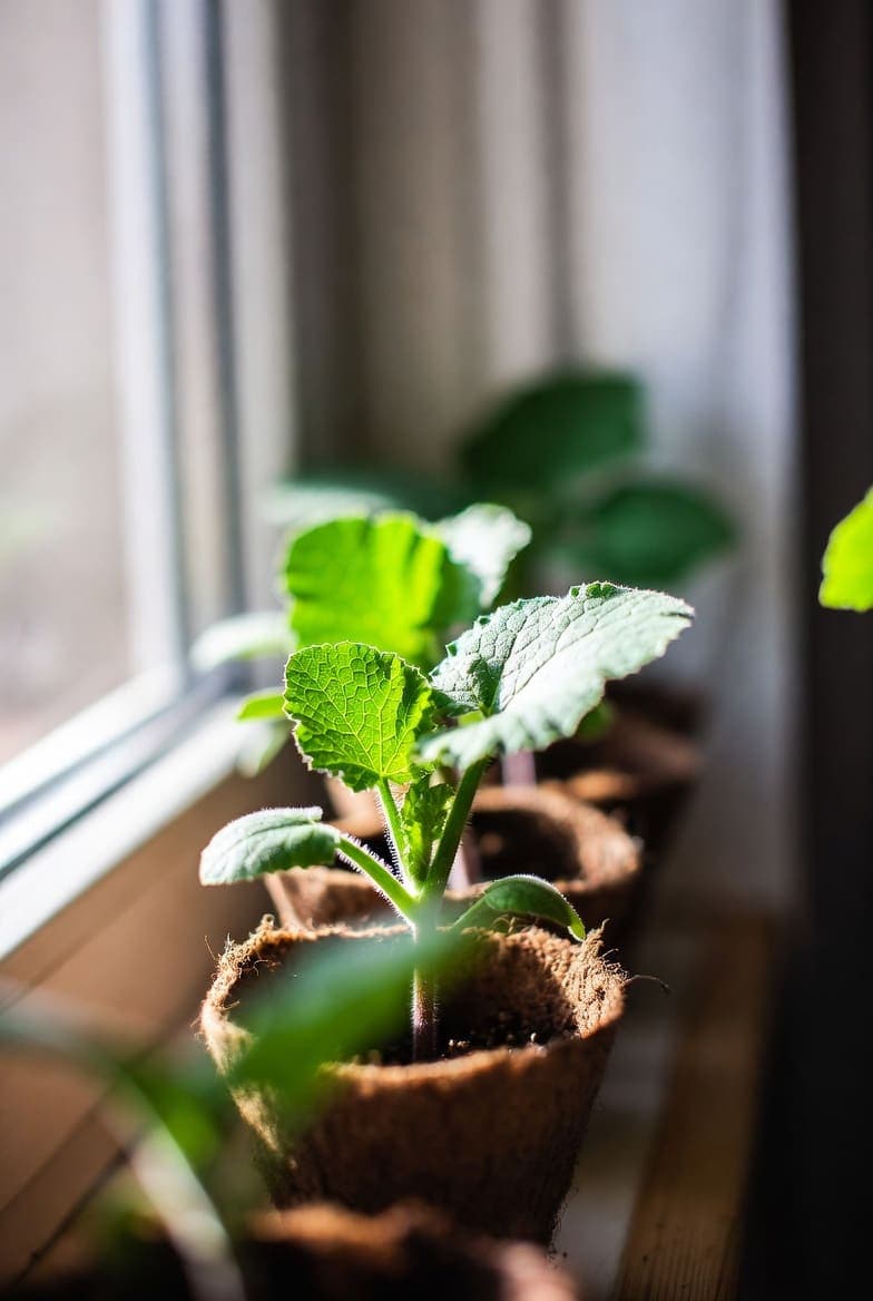 Cukinijos ir moliūgai iš sėklų: kada sėti ir kaip auginti daigus