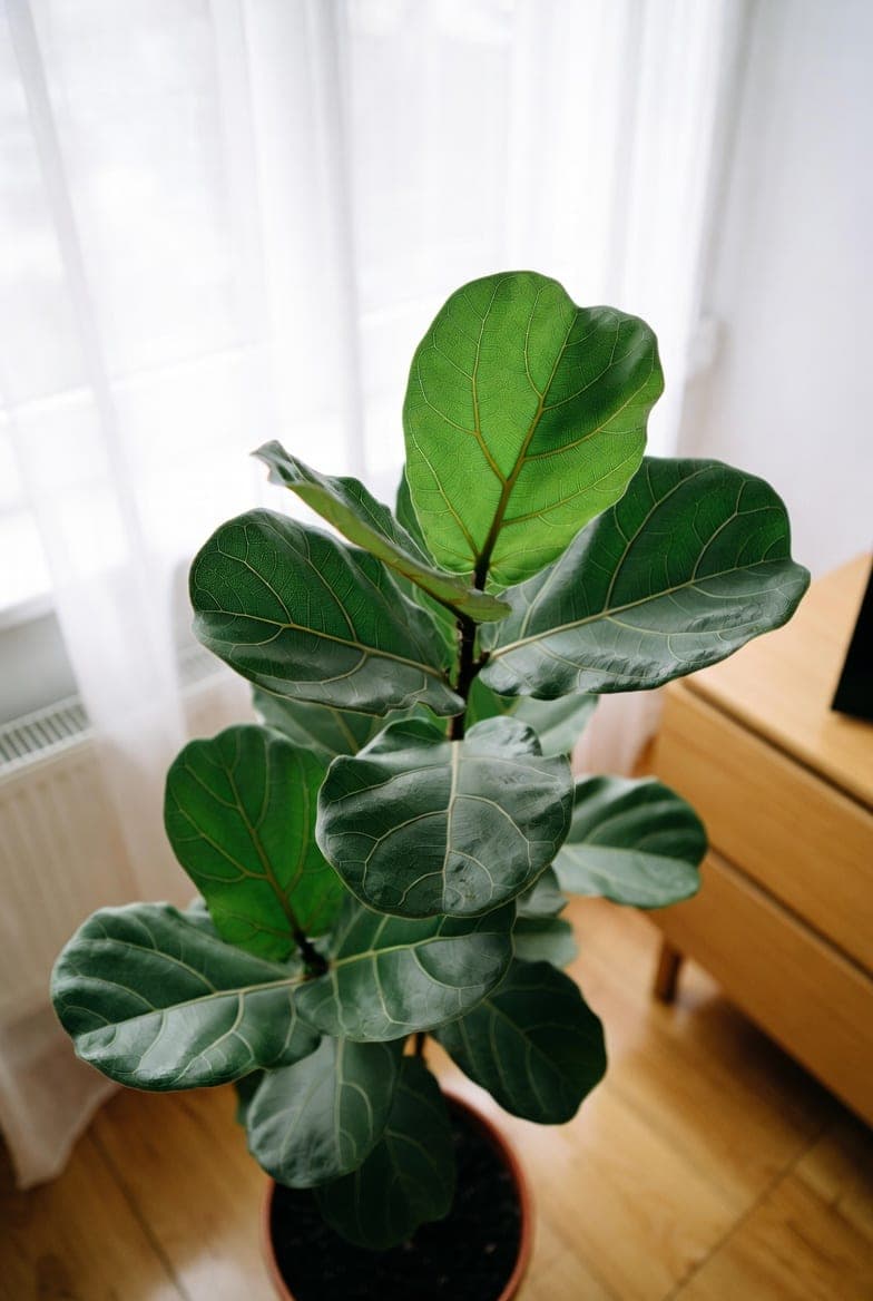 Ficus lyrata (smuikinis figmedis): priežiūra ir dažnos problemos