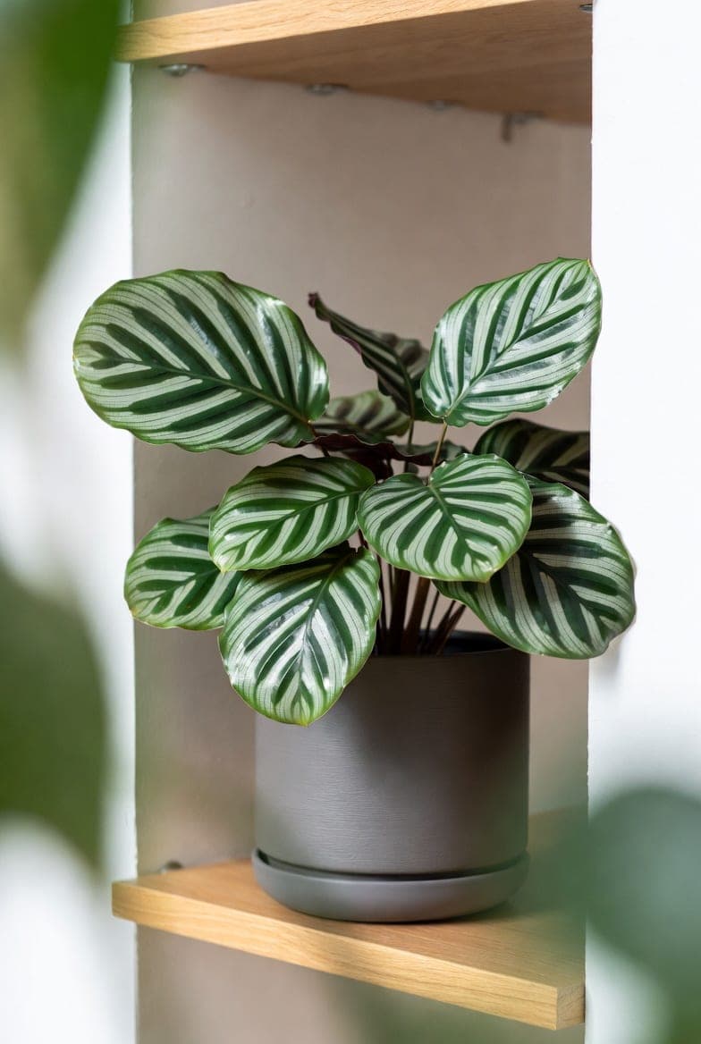 Calathea: kodėl lapai raitosi ir kaip prižiūrėti teisingai