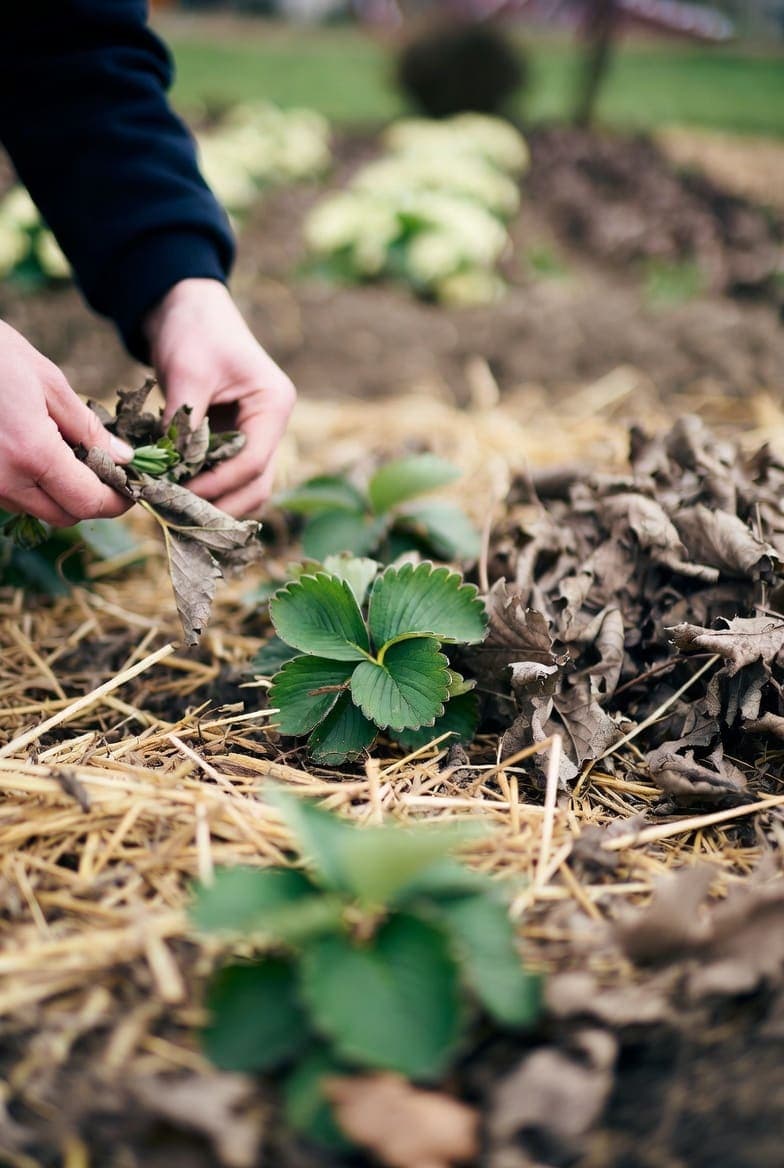 Braškių priežiūra pavasarį: ką daryti kovo mėnesį