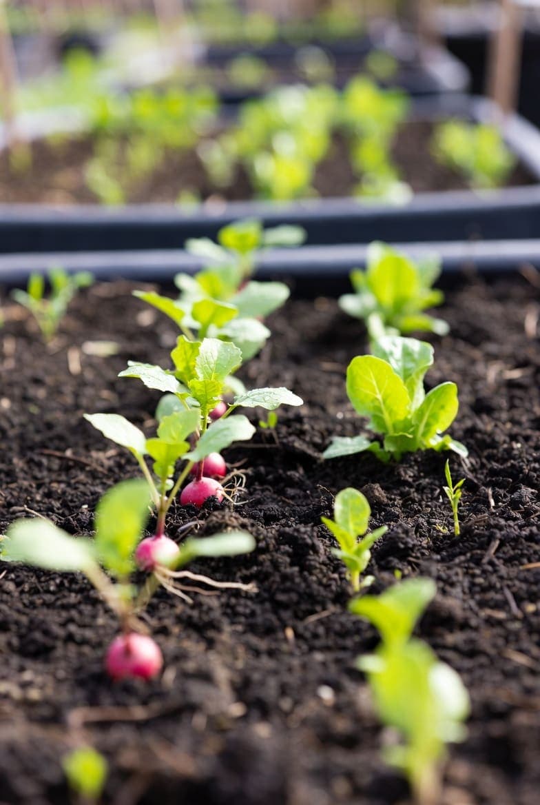 Ankstyvosios daržovės: ridikėliai, salotos ir špinatai iš sėklų