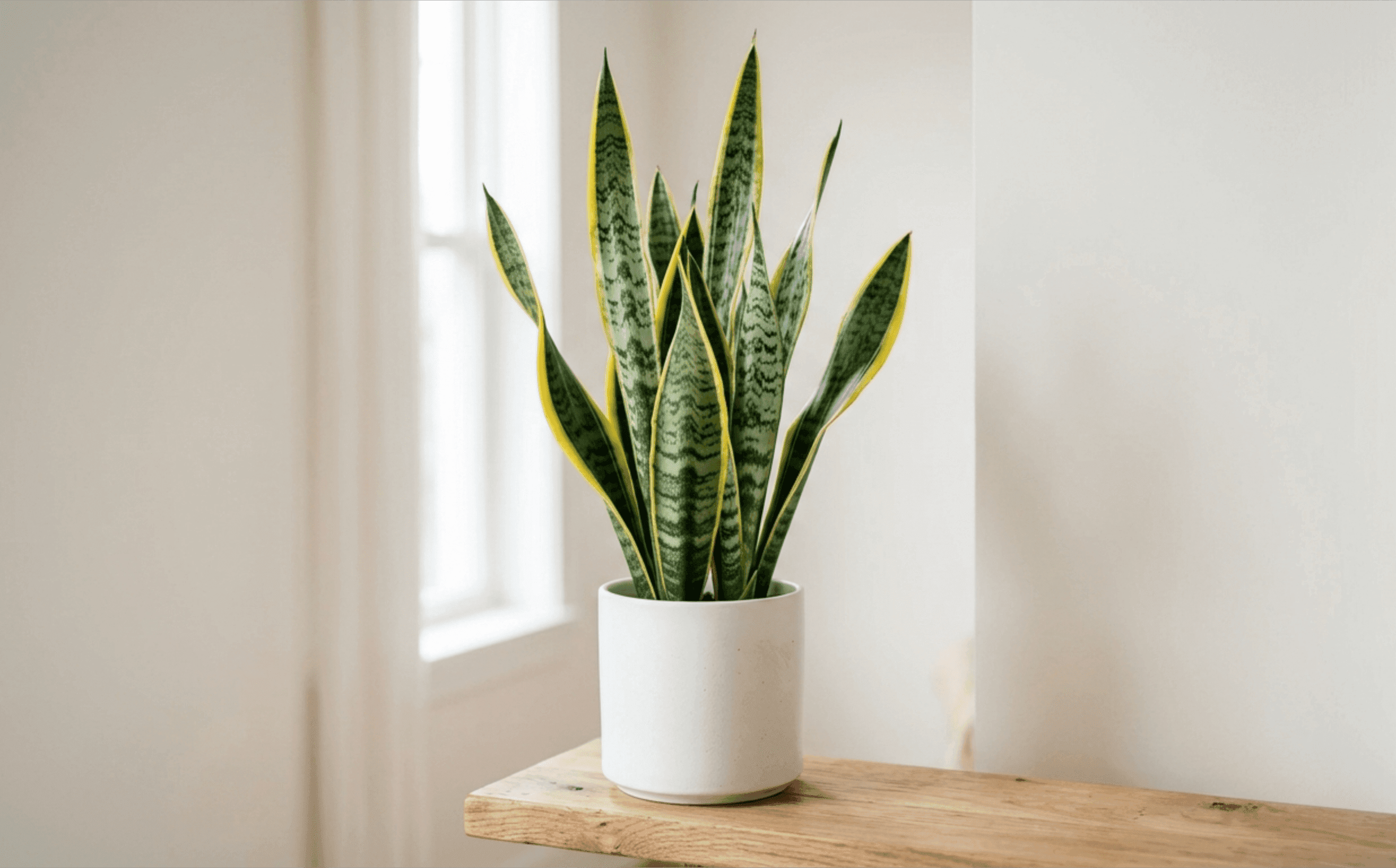 Sansevieria (gyvatės augalas): priežiūra ir nauda namuose