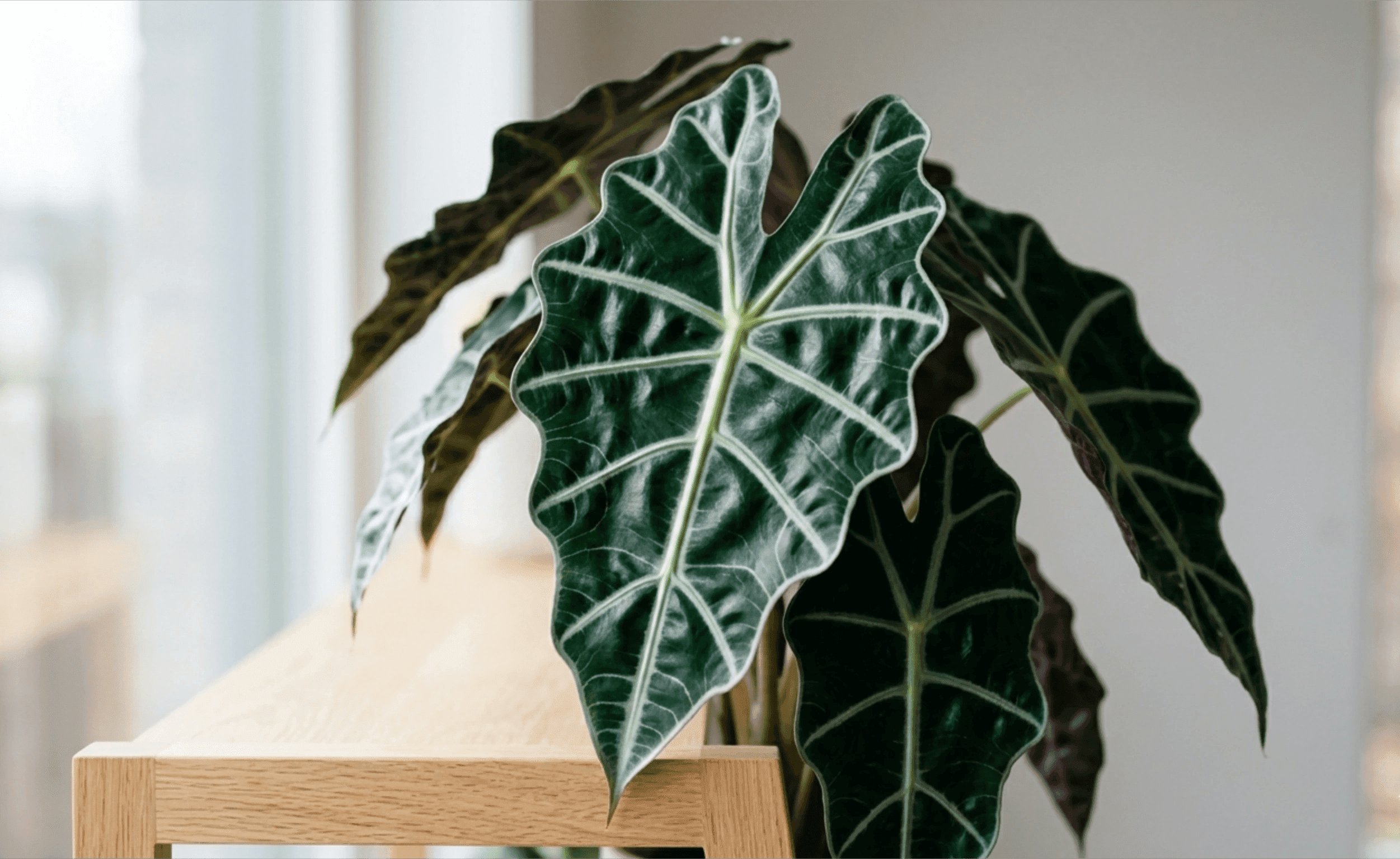 Alocasia: egzotiška grožybė ir kaip ją išlaikyti gyvą